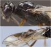 Blacus nigricornis